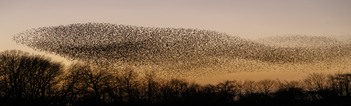 Starlings murmuring